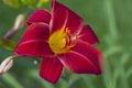 Close up of the stamen of a red lily Royalty Free Stock Photo