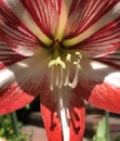 Close up of stamen in red and white Striped Barbados Lily Royalty Free Stock Photo