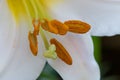 Close-up of stamen and stigma of white lily Royalty Free Stock Photo