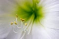 Close up of stamen on white amaryllis Royalty Free Stock Photo