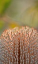 Close up of a Banksia serrata flower