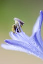 Close up of a Agapantha flower