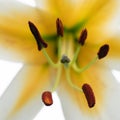 Close-up stamens and pistil