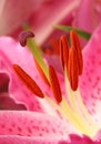 Close-up of the stamens of a pink lily flower Royalty Free Stock Photo