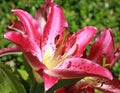 Close-up of the stamens of a pink lily flower Royalty Free Stock Photo