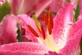 Close-up of the stamens of a pink lily flower Royalty Free Stock Photo