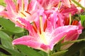 Close-up of the stamens of a pink lily flower Royalty Free Stock Photo