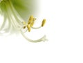 Close-up of the stamens of a white lily flower Royalty Free Stock Photo