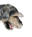 Close-up on a Standard Schnauzer looking down