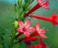 Close-up of standing cypress Ipomopsis rubra with its bright red and white tubular flowers