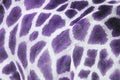 Purple giraffe Royalty Free Stock Photo