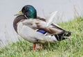Close up of Standing Mallard duck on the grass, male