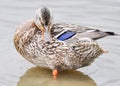 Close up of Standing Mallard duck in a lake, female