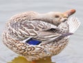 Close up of Standing Mallard duck in a lake, female