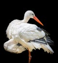 Close up of a standing stork Royalty Free Stock Photo