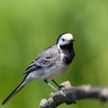 Close-up standing white wagtail motacilla alba on green background Royalty Free Stock Photo