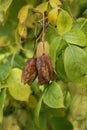 a close up of Staphylea, called bladdernuts in the autumn garden Royalty Free Stock Photo