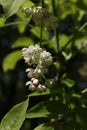 a close up of a Staphylea pinnata blossom Royalty Free Stock Photo