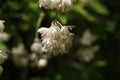 a close up of a Staphylea pinnata blossom Royalty Free Stock Photo