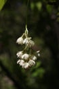 a close up of a Staphylea pinnata blossom Royalty Free Stock Photo