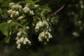 a close up of a Staphylea pinnata blossom Royalty Free Stock Photo