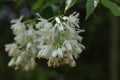 a close up of a Staphylea pinnata blossom Royalty Free Stock Photo