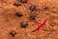 Close-up of star anise and cinnamon and ground pepper lie on the table. Spicy food concept and oriental cuisine Royalty Free Stock Photo