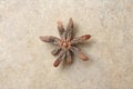 Star anise, star aniseed, badiane or Chinese star anise Royalty Free Stock Photo