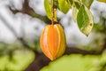 Close up of star apple on tree, Blurred nature background - Thai fruit Royalty Free Stock Photo