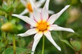 Star shaped dahlia Honka Fragile white bloom in garden. Bokeh