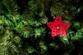 Close-up star-shaped Christmas decoration on tree