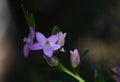 Close up of the star shaped pink flowers of the Australian native Crowea saligna, family Rutaceae