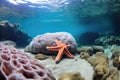 close-up of a starfish clinging to an underwater rock