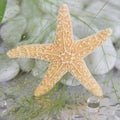 Close-up of a starfish - maritime spa decoration Royalty Free Stock Photo