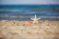 Close up of starfish and seashells on beach sand Royalty Free Stock Photo