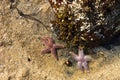 Close Up Photo Of Starfish In Tidal Pool In New England