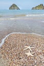 Close up starfishs and shells on sandy beach