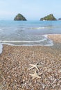 Close up starfishs and shells on sandy beach Royalty Free Stock Photo