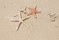 Close up starfishs and shells on sandy beach Royalty Free Stock Photo