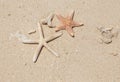 Close up starfishs and shells on sandy beach