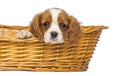 Close-up of a staring Cavalier King Charles Puppy, 2 months old Royalty Free Stock Photo