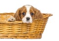 Close-up of a staring Cavalier King Charles Puppy, 2 months old Royalty Free Stock Photo