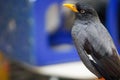 Close-up of a starling. Javan myna or Jalak Kebo (Acridotheres javanicus)