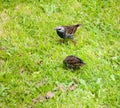 Close up of starlings on the grass outside in garden eating Royalty Free Stock Photo