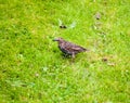 Close up of starlings on the grass outside in garden eating Royalty Free Stock Photo