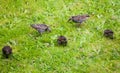 Close up of starlings on the grass outside in garden eating Royalty Free Stock Photo