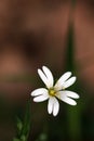 Close-up of a starwort flower