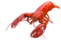 Close up steamed Canadian Lobster on isolted white background Royalty Free Stock Photo