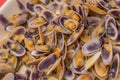 Close-up of steamed clams on a white plate Royalty Free Stock Photo