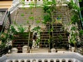 Close-up steel cages enclosed balconies with vining plants of apartment block in downtown Hanoi popular tiger cages or bird nest Royalty Free Stock Photo